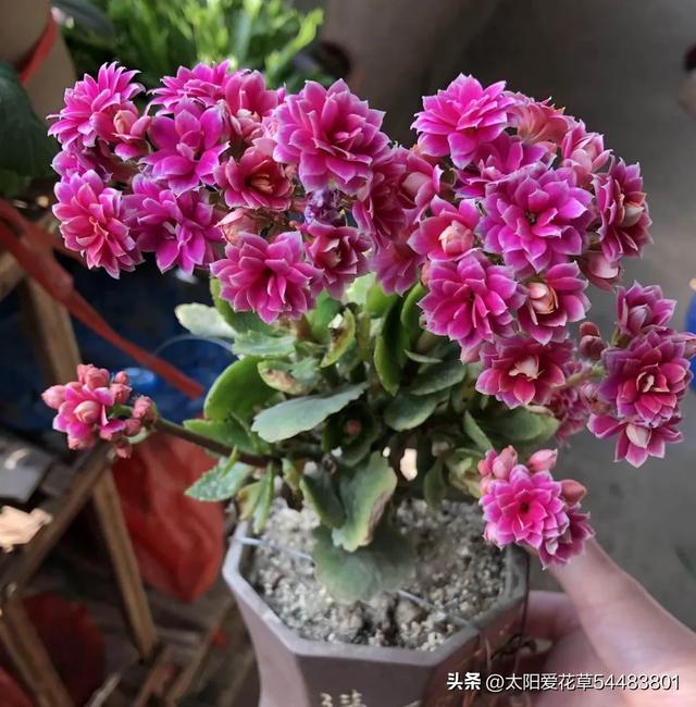 5种花，高颜值又好养，摆在家里寓意“招财纳福”，对身体也好