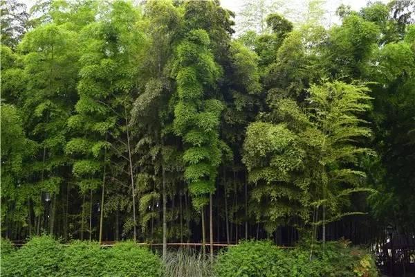 植物风水学知识，你知道多少？