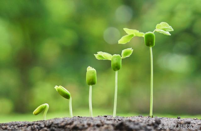 「种植技术」佛手瓜的栽培技术