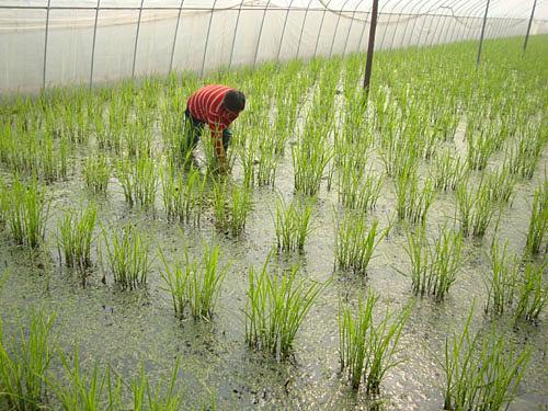 茭白栽植容易高产难，掌握以下几点高质又高产