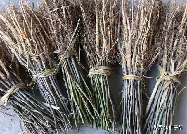 农科院饲料桑，能用30年，高寒地区的多年生牧草，种植技术介绍