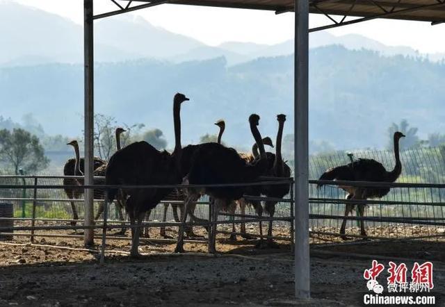 全面禁食野生动物，广西还能养竹鼠、鸵鸟吗？