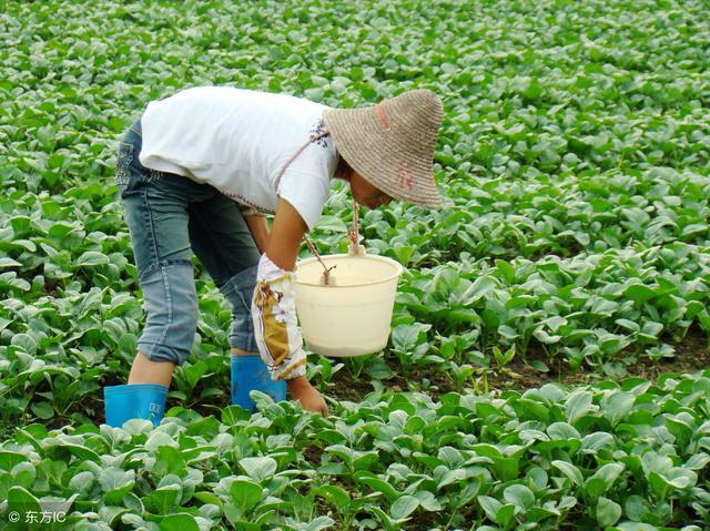 农民提高收入有高招，花5分钟看老农民给你分享秋葵的种植经验