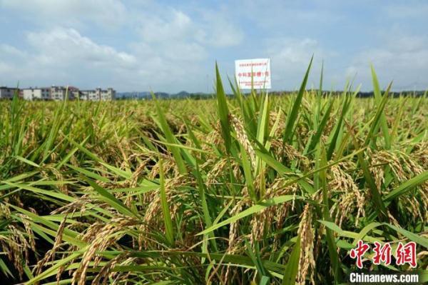 中国水稻育种获重大突破 三大早粳新品系助力“吃饱更吃好”