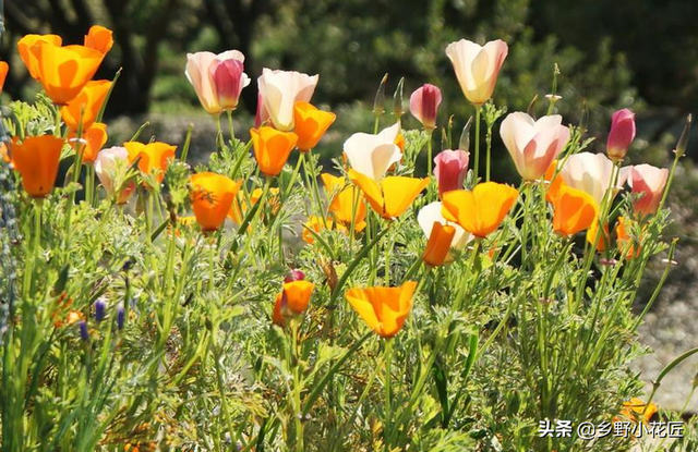 花菱草叶形优美花色鲜艳夺目但是却具有一定毒性家庭种植谨而慎之