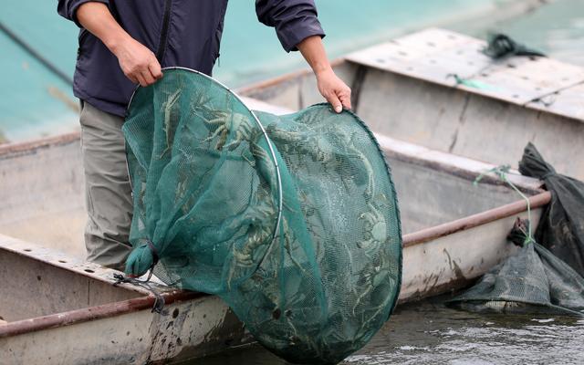 #（经济）江苏淮安：捕捞大闸蟹 供应市场