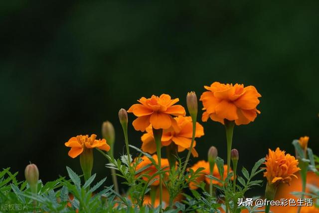 万寿菊的种植方法和技巧