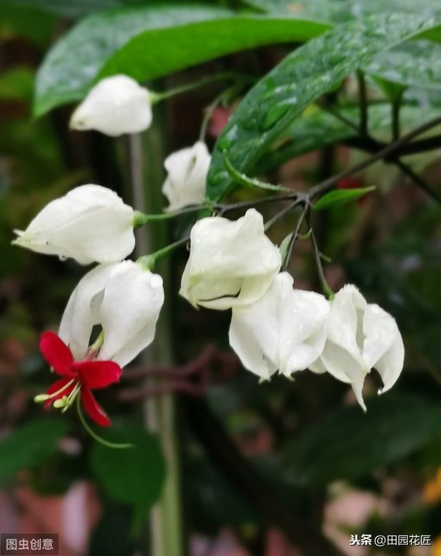 藤本花卉龙吐珠，养殖困难吗？认真阅读这5点，花开满架提早开花