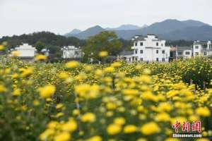 安徽菊花种植基地(安徽休宁：万亩菊田成风景线和致富产业线)