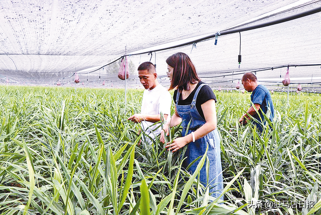 生姜种植助农增收