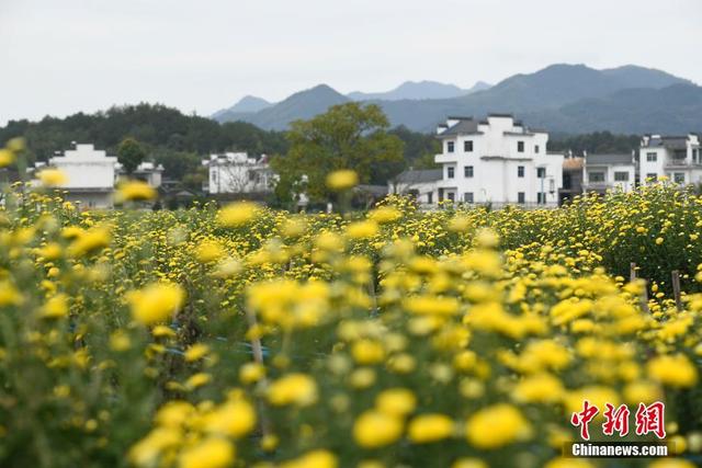 安徽休宁：万亩菊田成风景线和致富产业线