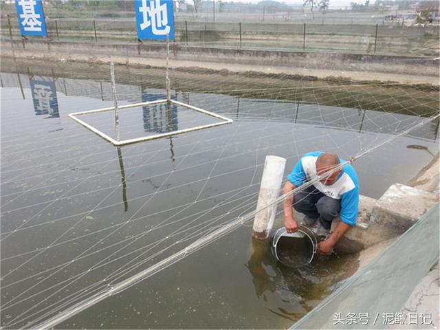 想在农村养泥鳅 养殖户这些事马虎不得 似是而非吃大亏