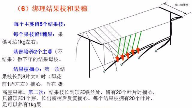 从这六个方面着手，图解葡萄栽培技术要点！