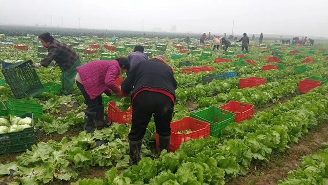 这种蔬菜生长周期短，价格高且销路广阔