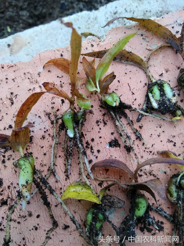 白芨市场需求大 或药材种植界的“一匹黑马”