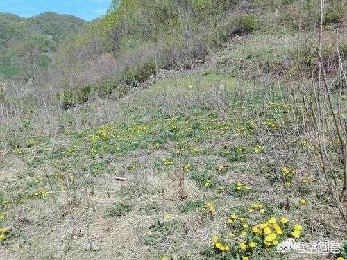 农民致富增收的好项目，发展林下经济退耕还林地栽植刺嫩芽