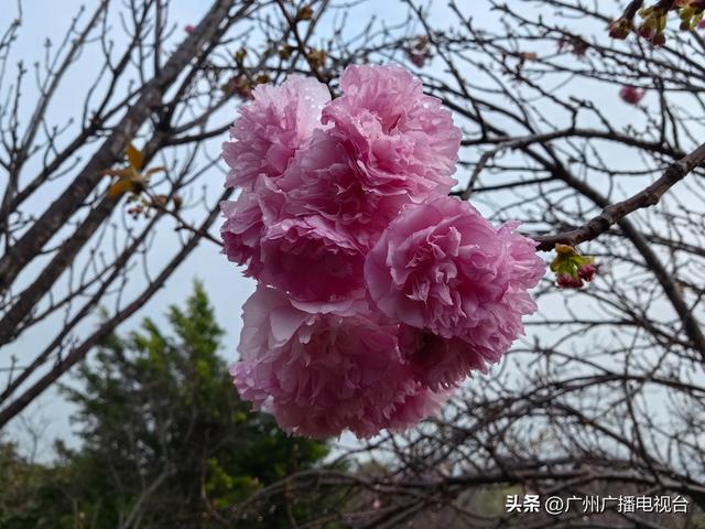 广州：樱花绽放来报春！ “好运”“旺地”陆续来