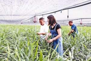 生姜机械化种植(生姜种植助农增收)