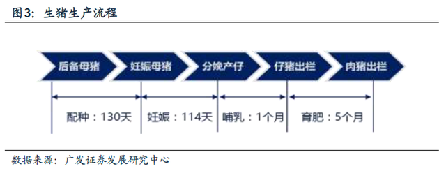 历史复盘：猪周期底部有多长？