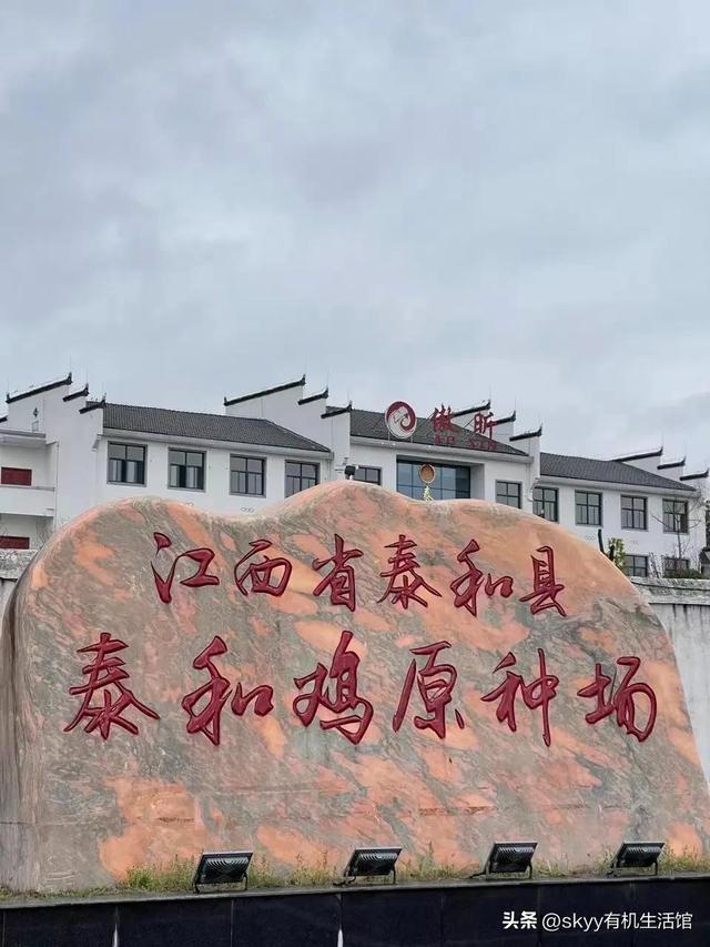 泰和乌鸡