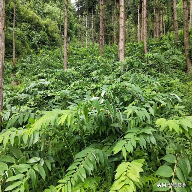 药食两用中药黄精种植技术