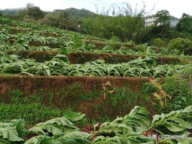 烤烟被冰雹损害，按一千块一亩赔偿，为何农民还是感叹今年亏了？