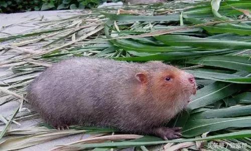 这种老鼠以竹子为食，味道鲜美，经济价值和药用价值极高