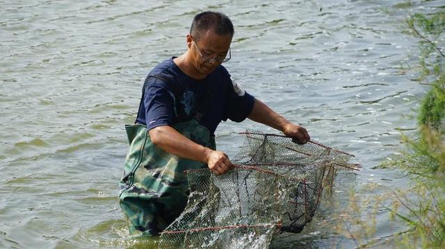 秋风起，蟹黄香，潍坊农民盐碱地上养出了大闸蟹