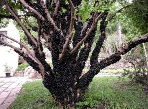 嘉宝果种植时间(为什么嘉宝果直接长在树干上，而不是树枝上？看完涨知识了)