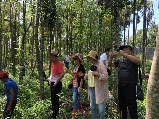 天然氧吧屯昌沉香基地：走进真实的海南沉香