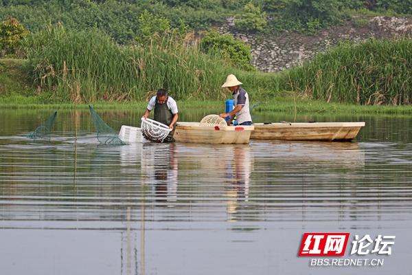 涨知识了！看小龙虾是怎样一步步从养殖场走上餐桌