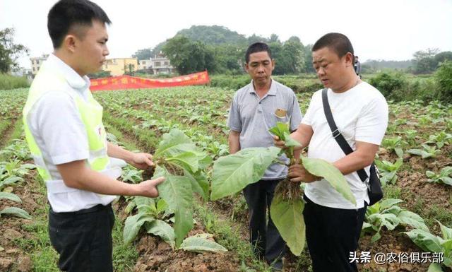 烤烟被冰雹损害，按一千块一亩赔偿，为何农民还是感叹今年亏了？