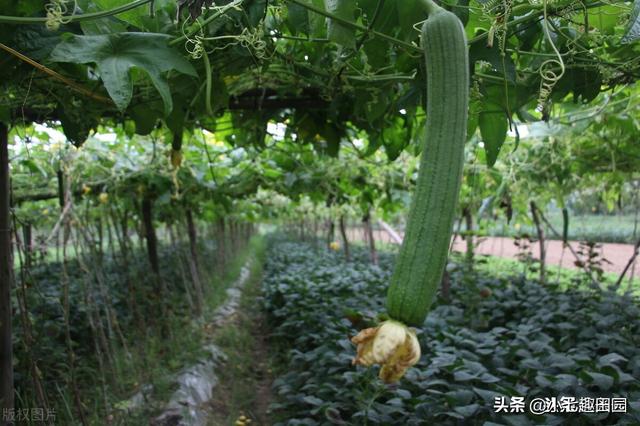 绿色高效蔬菜种植遵循的五大原则，生物多样性立体种植模式