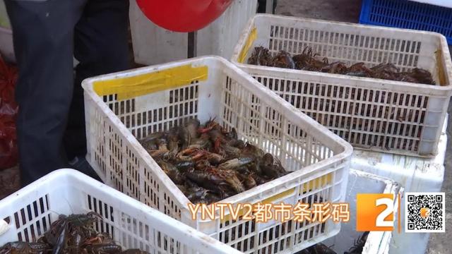 昆明小龙虾销往南京被“疯抢” ，百元一市斤仍供不应求