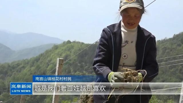 南宫山镇：林下套种绞股蓝，一地多产促增收