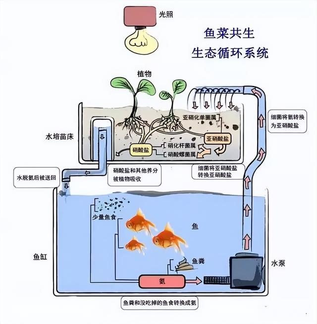 30亩地年入300万，他凭什么做到“鱼菜共生体系”的天花板？