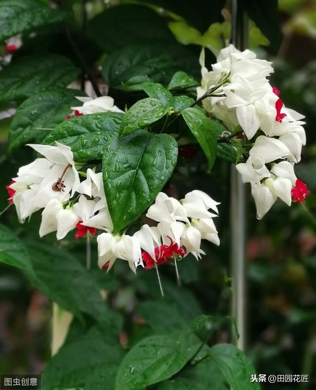 藤本花卉龙吐珠，养殖困难吗？认真阅读这5点，花开满架提早开花