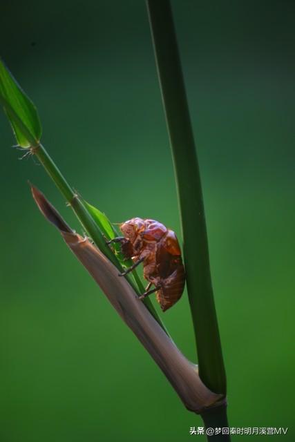 特色养殖：金蝉村的繁荣之路