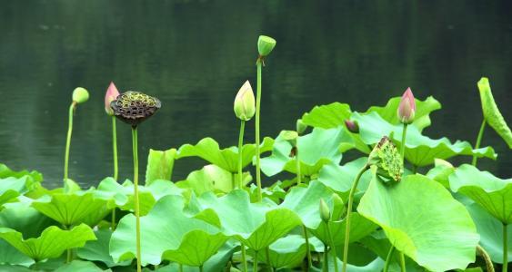 荷花的品种，盆栽养荷花怎么养？出污泥而不染