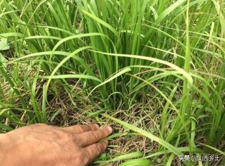 农村有一种草，抗寒抗旱适应性很强，根茎可以当作药材卖钱