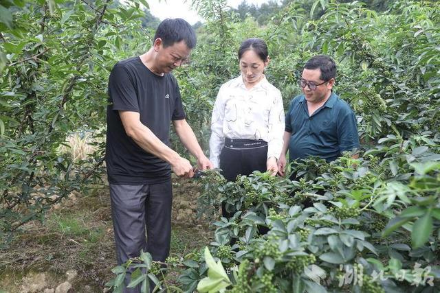 竹山：百亩花椒获丰收 村民“麻”上要致富