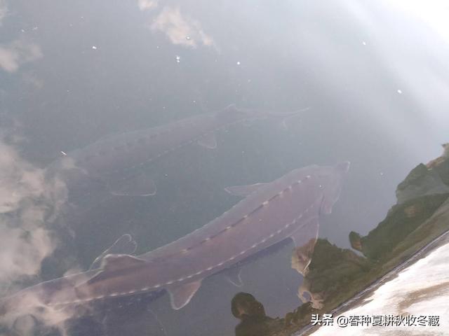 流水养殖鲟鱼虹鳟金鳟效益好，怎么养殖？几点建议需要了解