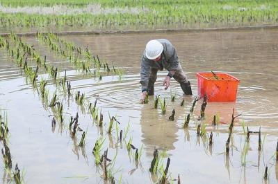 茭白栽植容易高产难，掌握以下几点高质又高产