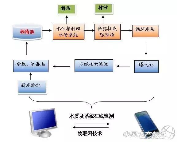 南鱼北养，石斑鱼养殖在北方渐成产业