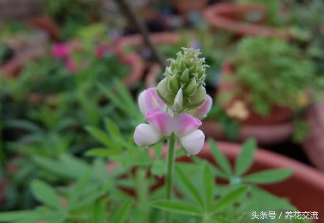 秋季在阳台上种满鲁冰花，来年就变成最美的花台