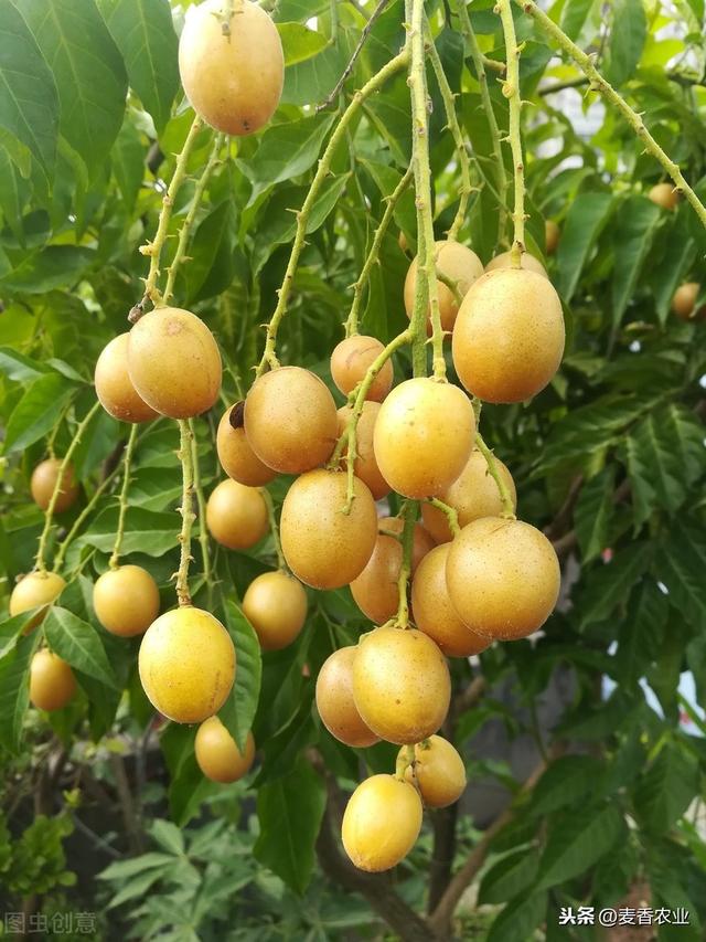 黄皮高产栽培技术，种植方法教给大家，想要学习的别错过哟