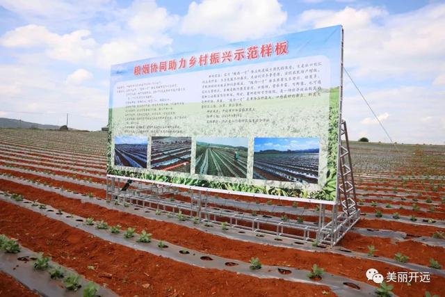 稻香飘田野 ~开远南方旱地水稻丰收！