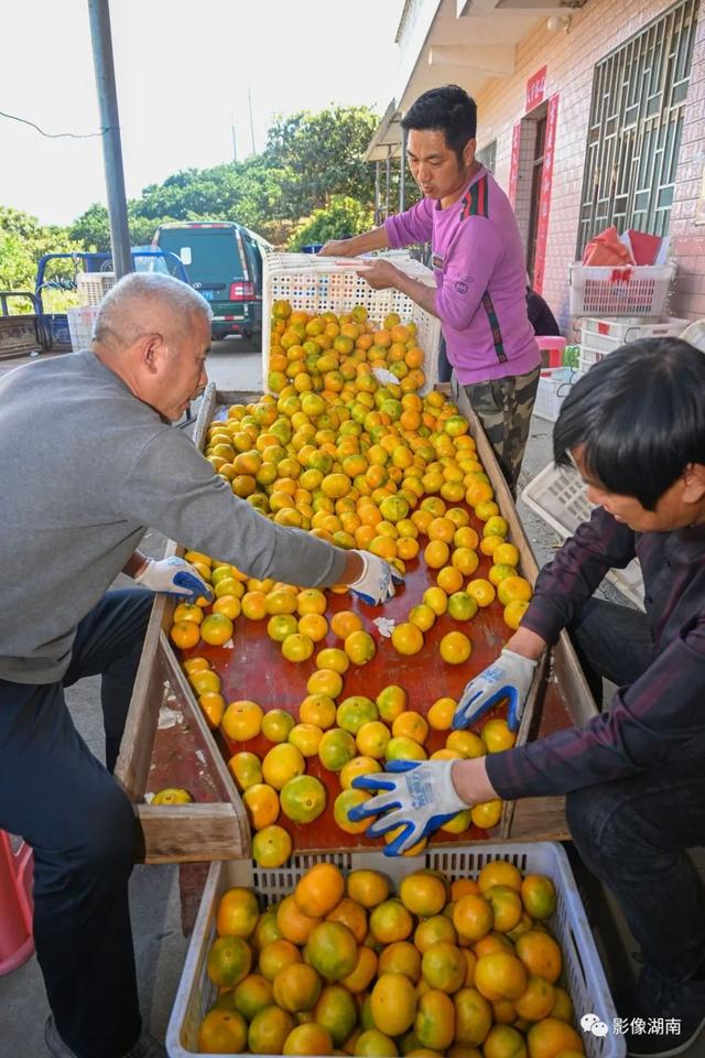 在北纬25°的东江湖畔，移民种植的这种水果，闻名全国！