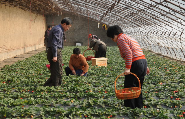 草莓采摘正当时，认识几种先进的草莓栽培模式