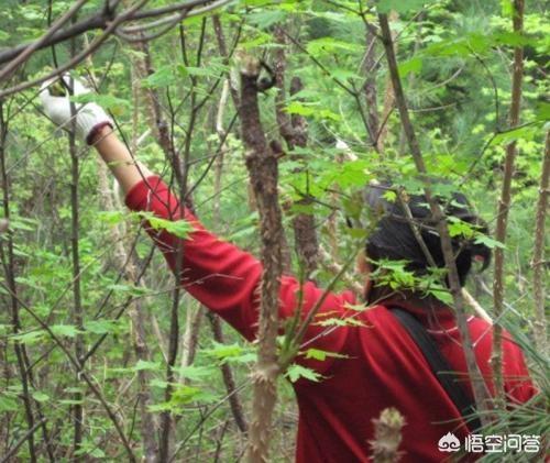 农民致富增收的好项目，发展林下经济退耕还林地栽植刺嫩芽